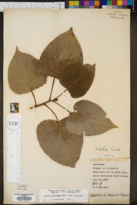 Populus deltoides subsp. deltoides image