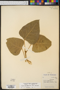 Populus deltoides subsp. deltoides image