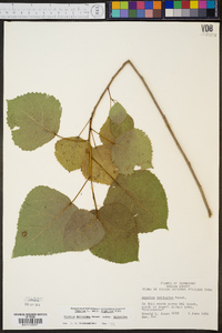 Populus deltoides subsp. deltoides image