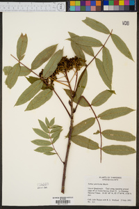 Sorbus americana image