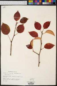 Pyrus communis image