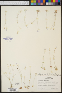 Hedyotis caerulea image