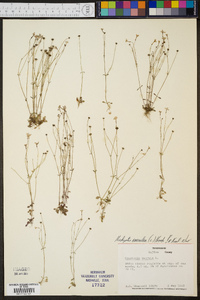 Hedyotis caerulea image