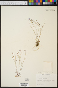 Hedyotis caerulea image