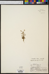 Hedyotis caerulea image