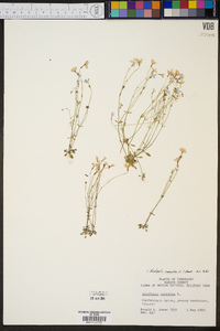 Hedyotis caerulea image