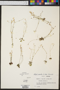 Hedyotis caerulea image