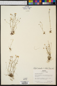 Hedyotis caerulea image