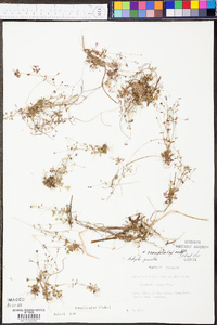 Houstonia pusilla image