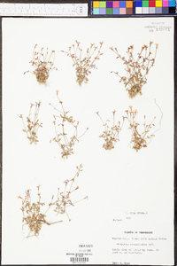 Houstonia pusilla image