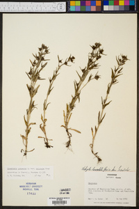 Hedyotis purpurea image