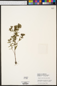 Hedyotis lancifolia image