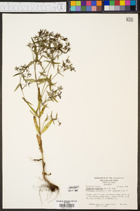 Hedyotis purpurea image