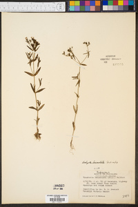 Hedyotis lanceolata image