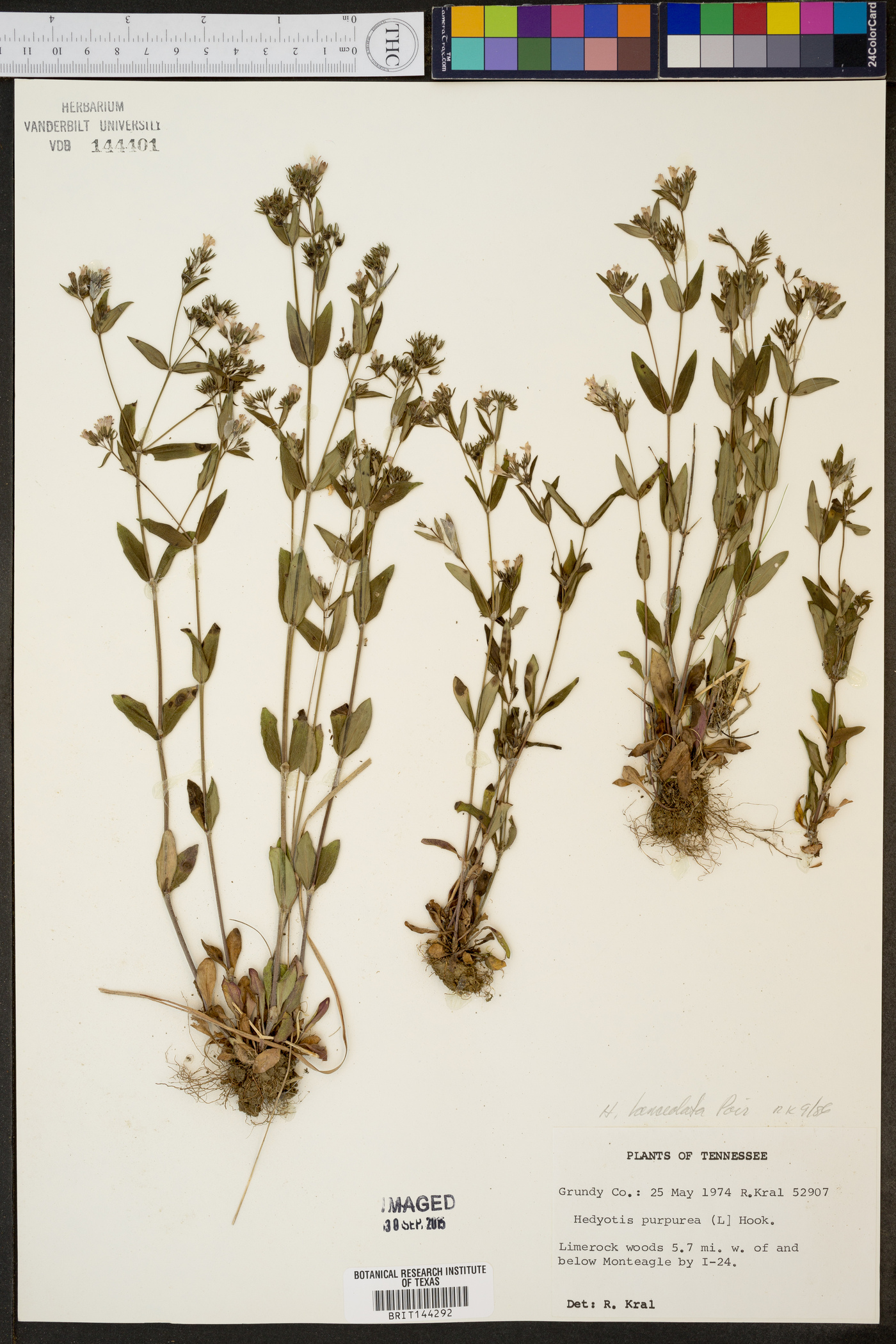 Hedyotis lanceolata image