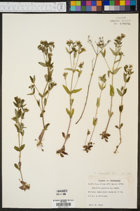 Hedyotis lanceolata image