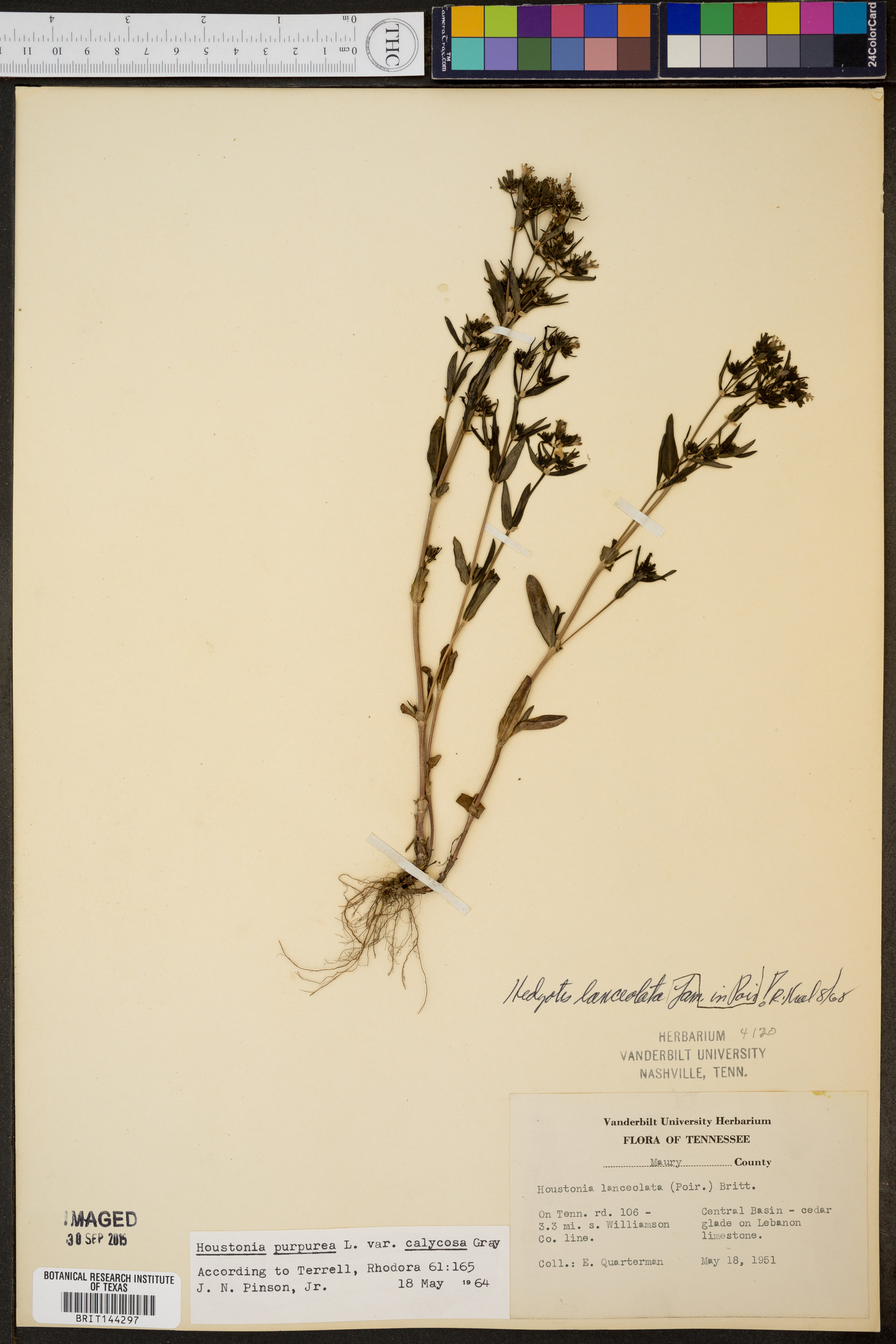 Hedyotis lanceolata image