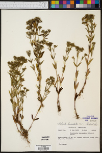 Hedyotis lanceolata image