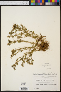 Hedyotis lanceolata image
