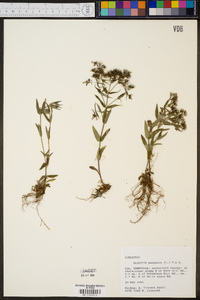 Hedyotis purpurea image