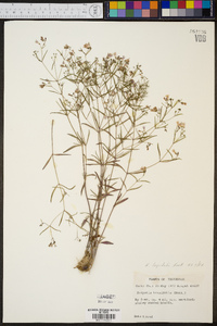 Hedyotis longifolia image