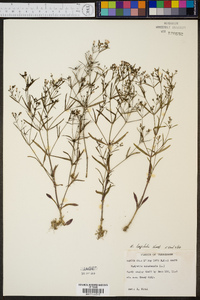 Hedyotis canadensis image