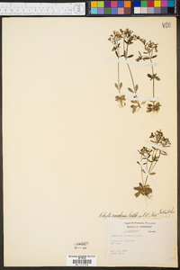 Hedyotis canadensis image