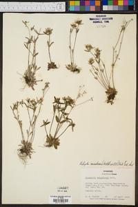 Hedyotis canadensis image