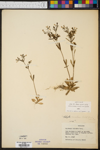 Hedyotis canadensis image