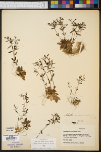 Hedyotis canadensis image