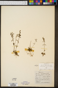 Hedyotis canadensis image