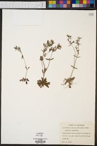 Hedyotis canadensis image