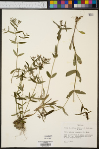 Hedyotis canadensis image