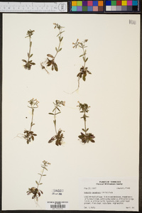 Hedyotis canadensis image