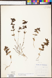 Hedyotis purpurea image