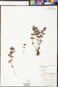 Hedyotis purpurea image