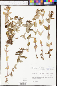 Hedyotis purpurea image