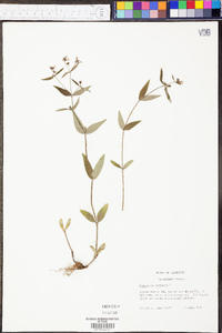 Hedyotis purpurea image