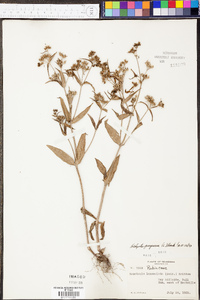 Hedyotis purpurea image