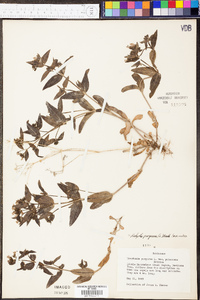 Hedyotis purpurea image