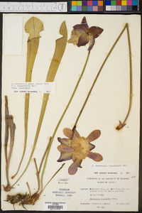 Sarracenia leucophylla image