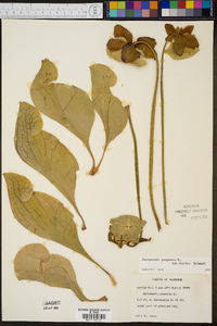 Sarracenia purpurea var. burkii image