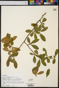 Sideroxylon lanuginosum subsp. lanuginosum image