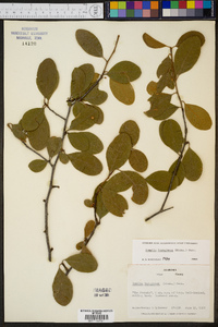 Sideroxylon lanuginosum subsp. lanuginosum image