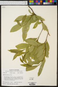 Sideroxylon lycioides image