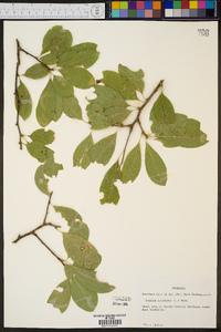 Sideroxylon lycioides image