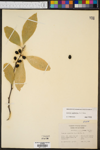 Sideroxylon lycioides image