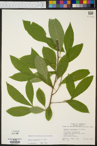 Sideroxylon lycioides image