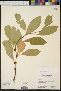 Sideroxylon lycioides image