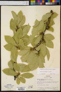 Sideroxylon lycioides image